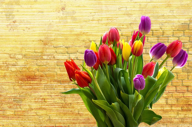 Sådan planlægger du en tulipanløgsplantning - fra udvælgelse til blomstring