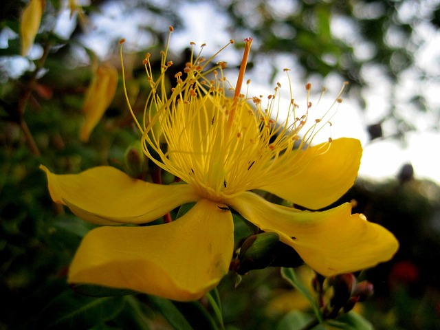 Perikon: Den gyldne blomsts magiske egenskaber